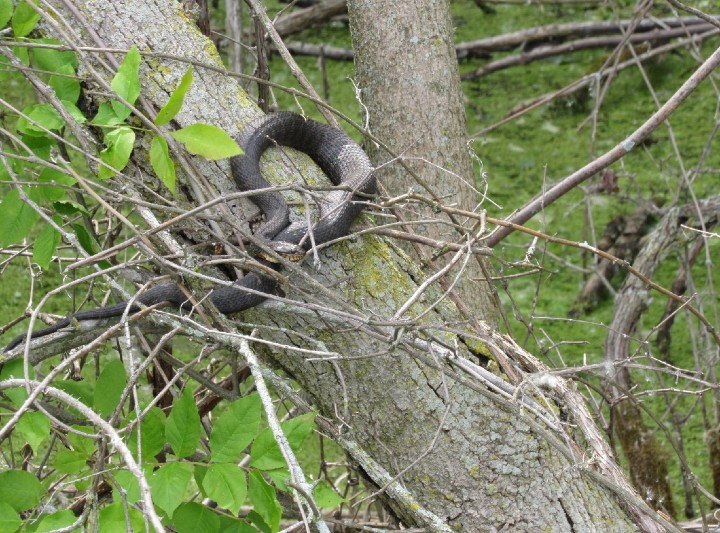Northern Water Snake